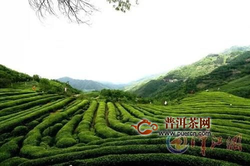 谷城县多举措推进茶产业高质量发展,迈向茶叶强县